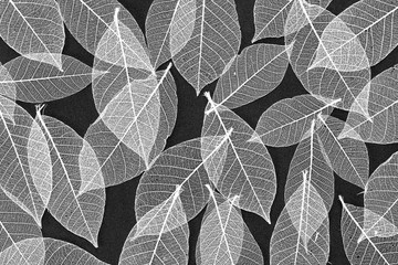 Close up detail of natural leaf skeletons against a black background 