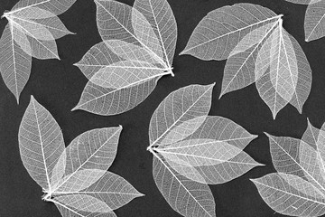 Close up detail of natural leaf skeletons against a black background 