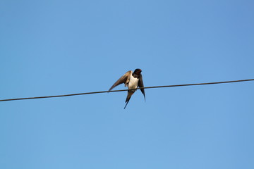 Hirondelle de fenêtre (Delichon urbica)