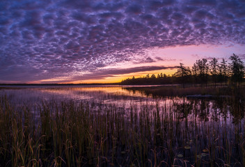 A beautiful sunrise from among the reeds located on Northwest Ontario, Canada's famed Eagle Lake.