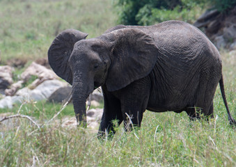 African elephant in the wild in the savannah in africa.