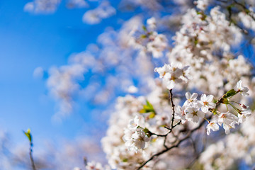 Cherry Blossoms