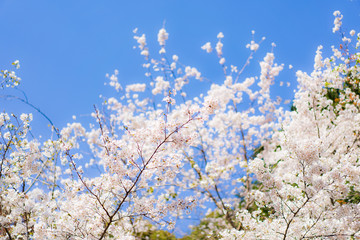 Cherry Blossoms