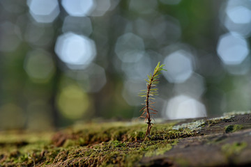 エゾマツの稚樹