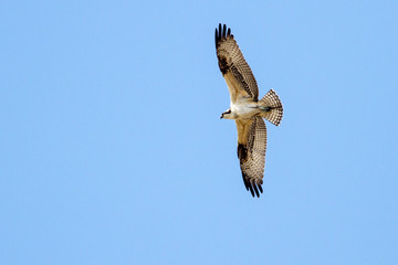 Osprey in Flight