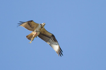 Osprey in flight carrying fish
