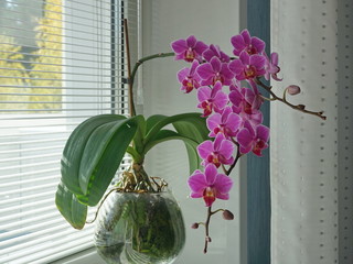 Pink orchid flower on the windowsill, on the background of blinds closeup - obrazy, fototapety, plakaty