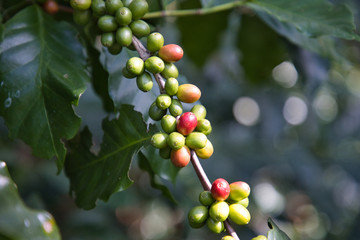Coffee from Pyin Oo Lwin Region, Burma