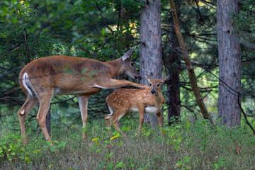 White-tailed deer fawn and doe share a tender moment in the forest in Ottawa, Canada