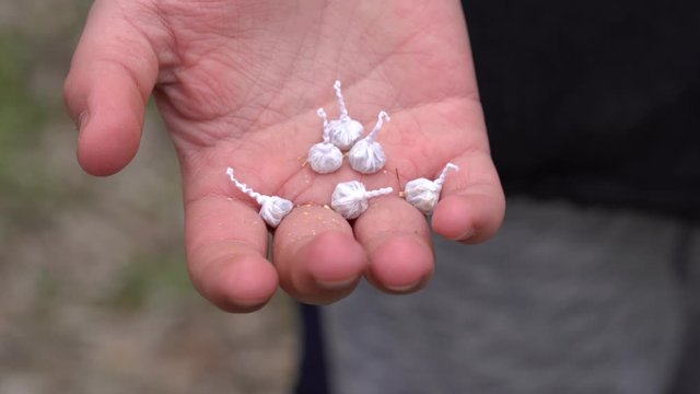 Closeup view of opened palm of young kid holding several small petards wrapped in white paper. When throwing them on ground they making loud sound. Real time 4k video footage.