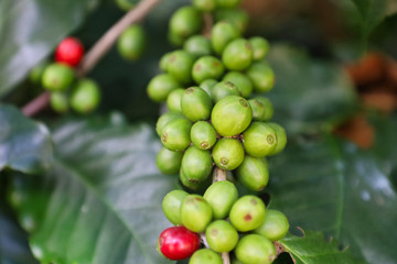 Coffee from Pyin Oo Lwin Region, Burma