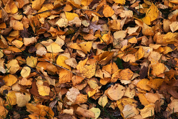 autumn, texture, leaf, fall, nature, food, stone, leaves, rock, red, pattern, brown, yellow, stones, orange, abstract, dry, color, pebble, season, grain, natural, seed, textured, backgrounds