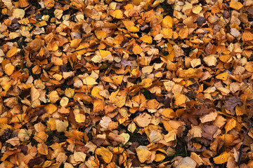 autumn, texture, leaf, fall, nature, food, stone, leaves, rock, red, pattern, brown, yellow, stones, orange, abstract, dry, color, pebble, season, grain, natural, seed, textured, backgrounds