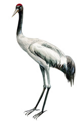 Fototapeta premium bird crane on white background, watercolor drawing, flowers, leaves, bud and seeds