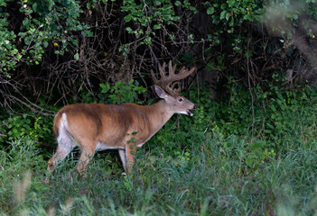 Naklejka na ściany i meble White-tailed deer buck in the early morning light with velvet antlers in spring in Canada