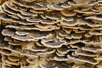 Close up detail of brown and white bracket fungus growing on a beech tree stump in a woodland in Cardiff, Wales, UK