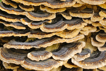 Close up detail of brown and white bracket fungus growing on a beech tree stump in a woodland in Cardiff, Wales, UK