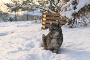 Obraz premium A grey cat in the snow garden.