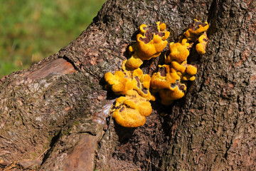 Close up of yellow bracket fungus growing on a tree stump in the autumn sunshine