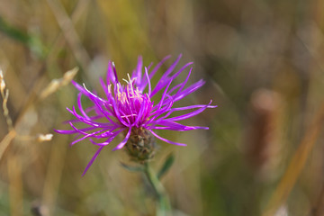 Purple autumn flower on blurred brown background, close-up photo