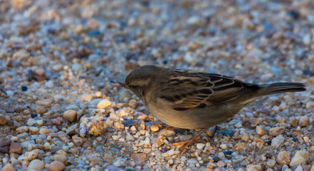 House Sparrow