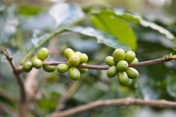 Coffee from Pyin Oo Lwin Region, Burma