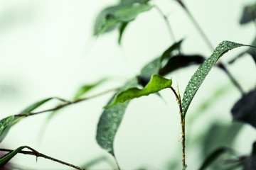 Close-up of fresh green foliage with water drops after rain