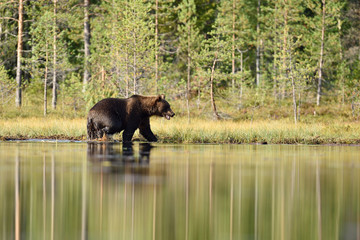 brown bear walking in wetland