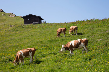 Österreich, Tirol, Kitzbüheler Alpen, Kitzbüheler Horn, Alm, Rinder, Braun-weiß gefleckt