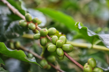 Coffee from Pyin Oo Lwin Region, Burma