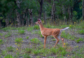White-tailed deer fawn walking through the meadow in Ottawa, Canada