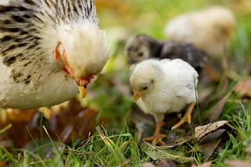 Poussins