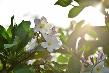 olorful white flowers in the garden. Plumeria flower blooming