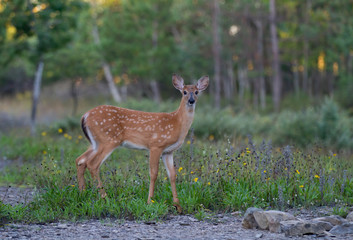 Naklejka na ściany i meble White-tailed deer fawn walking through the meadow in Ottawa, Canada