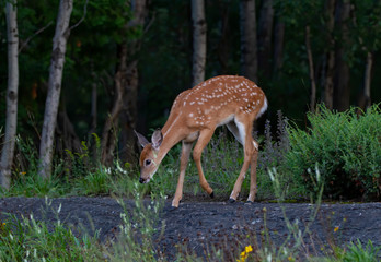 Naklejka na ściany i meble White-tailed deer fawn walking through the meadow in Ottawa, Canada