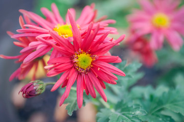 Obraz premium chrysanthemum