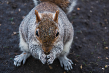 squirrel eating nut