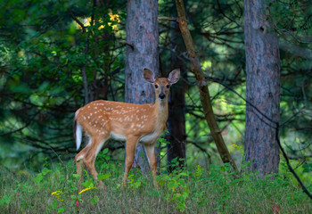 Naklejka na ściany i meble White-tailed deer fawn walking in the forest in the early summer in Canada