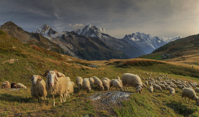 French rams on the mountain hall view of the Aiguille du Verte and Mont Blanc
