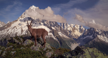 Obraz premium Mont Blanc massif and aiguilia du verte view from the white wild animals, alpine ibex,