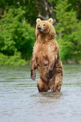 Fototapeta premium Ruling the landscape, brown bears of Kamchatka (Ursus arctos beringianus)
