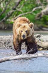 Fototapeta premium Ruling the landscape, brown bears of Kamchatka (Ursus arctos beringianus)