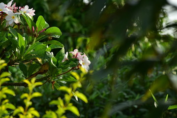 olorful white flowers in the garden. Plumeria flower blooming
