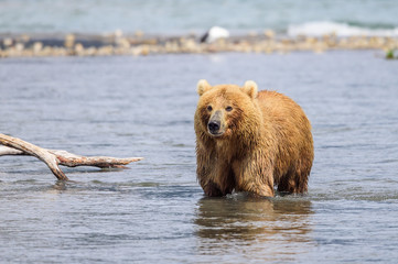 Obraz premium Ruling the landscape, brown bears of Kamchatka (Ursus arctos beringianus)