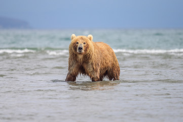 Fototapeta premium Ruling the landscape, brown bears of Kamchatka (Ursus arctos beringianus)