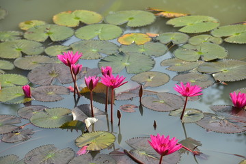 olorful white flowers in the garden. Plumeria flower blooming