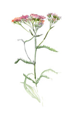 The plant is pink yarrow. Watercolor illustration.