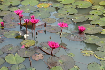 Beautiful lily flowers in the pond