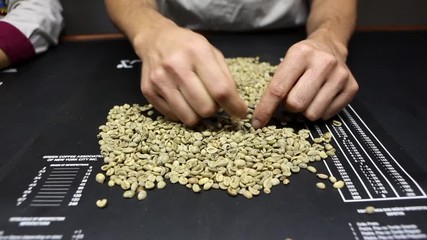 Close up of farmer hands selecting premium coffee beans for sorting and tasting at harvest time in Minas Gerais farm, Brazil. Concept of agriculture, gourmet coffee, economy, food, and business.