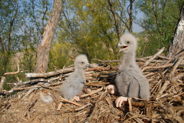 Young white-tailed eagle chicks in the nest © predrag1